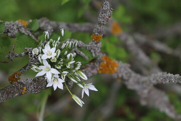  Spring starflower (Ipheion uniflorum) flowers. Amaryllidaceae perennial toxic bulbous plants. Six-petal star-shaped white or pale purple flowers bloom in spring.