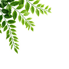 Obraz premium Fresh sprigs of vibrant green foliage with delicate textures and natural curves, perfect for botanical design and wellness themes, on transparent background