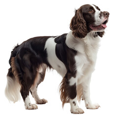 Spaniel Dog Isolated on Transparent Background. PNG.
