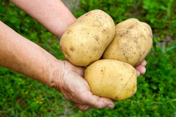 Large natural potatoes in the hands of a woman gardener. Yellow large potato tubers.