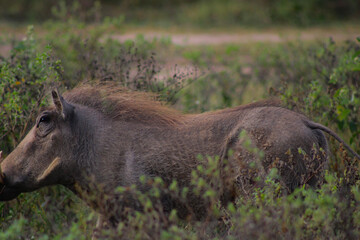 warthog in the wild