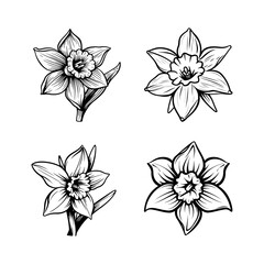 Elegant Vector Line Art Illustrations of Daffodil Flowers. Detailed Hand-Drawn Floral Set in Engraved Style, Ideal for Botanical and Spring Design Projects.