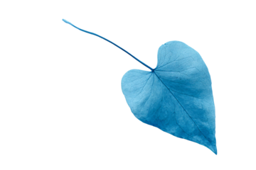 a blue leaf is on a white background