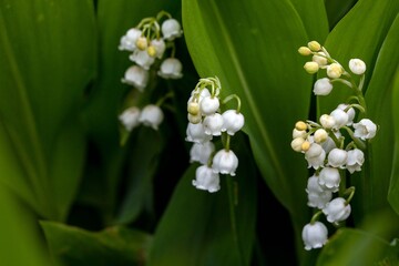 Delicate white flowers of lily of the valley. The first spring flowers.
