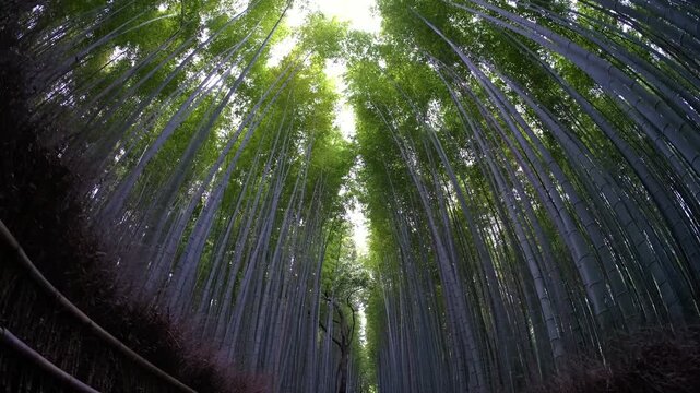 Stabilized Walk Through Arashiyama Bamboo Forest in Kyoto, Japan
