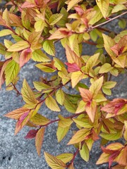 Bright leaves of spirea in the garden. Landscape design.