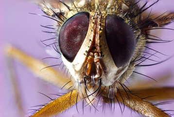 hoverfly fly on a purple background. 
colorful macro photo of an insect. extreme macro. close-up. insect portrait.