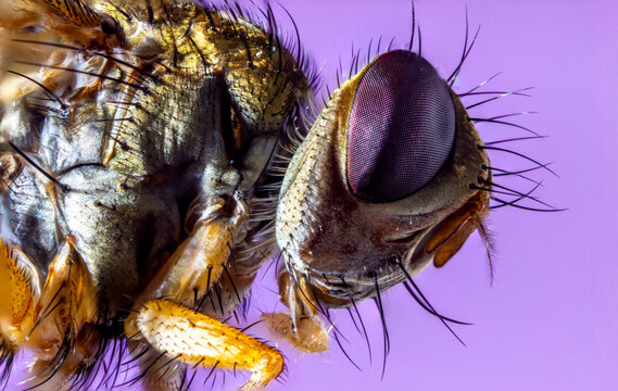 hoverfly fly on a purple background.
colorful macro photo of an insect. extreme macro. close-up. insect portrait. - Powered by Adobe