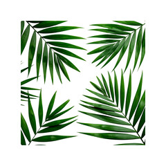 Naklejka premium Lush green palm leaves arrangement elegantly showcased on transparent background