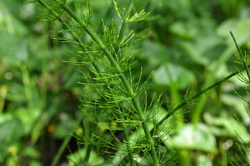 Close up of Equisetum Pratense (Shady Horsetail, Meadow Horsetail)