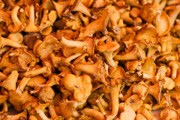 Chanterelles