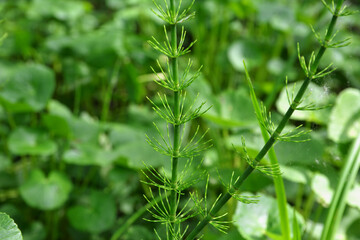 Close up of Equisetum Pratense (Shady Horsetail, Meadow Horsetail)