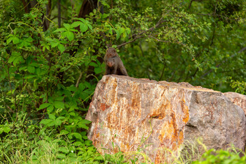 Indian grey mongoose or Herpestes edwardsii couple or pair in action on big rock making love mating behavior in natural monsoon green background during safari ranthambore national park rajasthan india