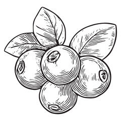 Hand-Drawn Blueberry Illustration with Leaves for Graphic Design