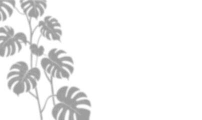 Monstera Leaf Shadow Overlay on Transparent Background