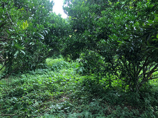 Citrus trees surrounded by invasive vines and weeds in an abandoned farmland lot.