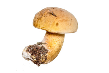 Fototapeta premium a bile mushroom on a white background. an isolated object. a colorful macro photograph of a mushroom.