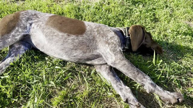 Adorable Russian Spaniel Puppy Resting on Green Grass &ndash; Cute Dog Lying and Rolling Outdoors on a Sunny Summer Day &ndash; Playful Pet in Natural Setting