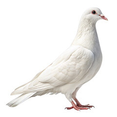 Naklejka premium A graceful white dove stands elegantly on a transparent background isolated on transparent background