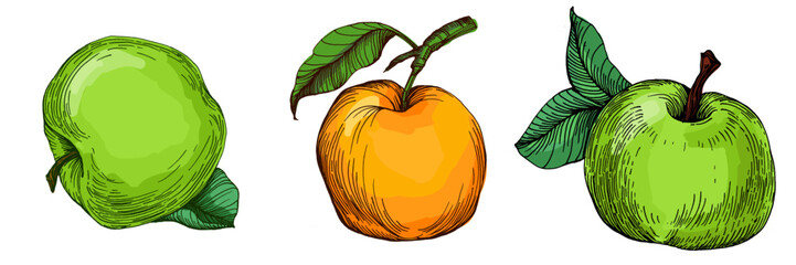 Fresh apple isolated vegetarian healthy food sketch. Vector fruit, juicy healthy dessert. Apple On White Background