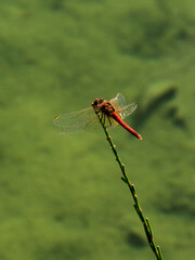 red dragonfly on a branch