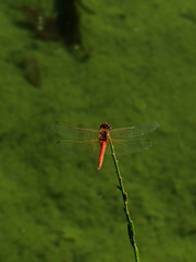 red dragonfly on a branch