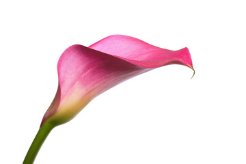 a pink flower is in a vase on a table