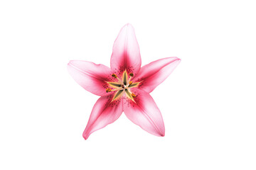 Naklejka premium a pink flower with a yellow center on a white background