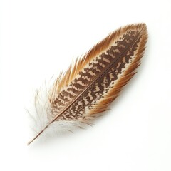 Fluffy white bird feather, isolated on a white background, a soft natural plume
