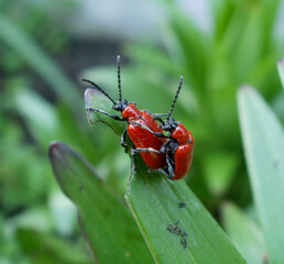 red insects on a leaf