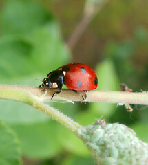 ladybug on a leaf in the garden
