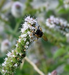 bee on a flower