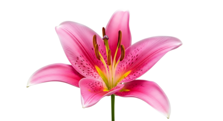 Illustration of a beautiful closeup of a vibrant pink lily flower with delicate
