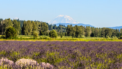 A vibrant lavender field in full bloom stretches toward a tree-lined forest with majestic Mount Rainier towering in the background under a bright summer sky. © divampo