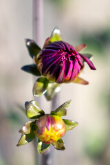 Close-up of two colorful dahlia buds in early bloom stages. Vivid purple and yellow petals with a blurred natural background for floral, nature, and garden themes.