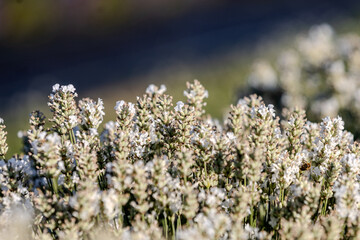 A detailed macro image of a white lavender bush in full bloom, standing out against a blurred backdrop of purple flowers. Ideal for use in aromatherapy, gardening, organic lifestyle, or floral-themed 