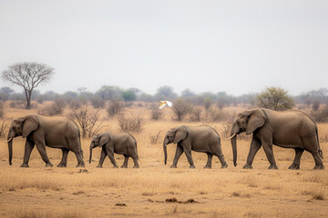 Fototapeta premium Elephant Family Walking in Savannah