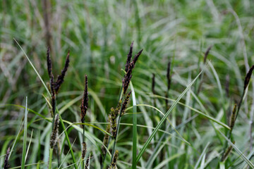 carex acuta, commonly known as common sedge, black sedge or smooth black sedge