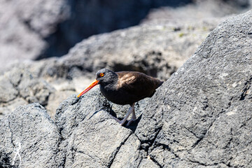 Close-up of a black oystercatcher resting on coastal rocks, showcasing its striking orange beak, vivid red eye, and textured plumage.