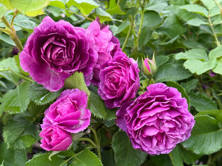 Beautiful garden roses pink purple blooms.