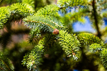 Fototapeta premium A detailed close-up of fresh green pine cones hanging from an evergreen branch, bathed in sunlight. Perfect for seasonal, forestry, and botanical nature themes in print and digital media.