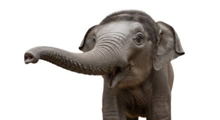 Close-up of a young elephant's head and trunk.