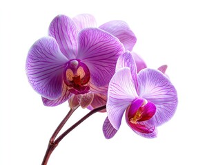 Obraz premium Closeup Pink And Purple Orchid Blossoms On White Background