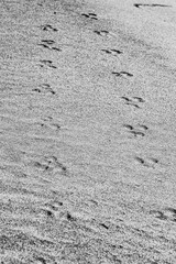 Black and white close-up photo of bird footprints on wet beach sand, highlighting delicate details, textures, and the transient beauty of nature.