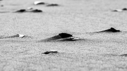 A monochrome close-up captures seashell fragments partially buried in fine sand, with soft ripples and a blurred background for a minimalist coastal scene. Perfect for abstract, nature, and beach them