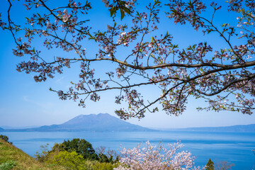 中茶屋公園の桜と桜島の風景（霧島市）