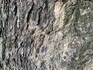 The image shows a close-up of the bark. The bark is brown-gray, rough and deeply grooved. There is...
