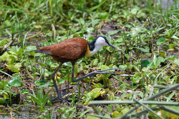 African Jacana bird on grass - Amboseli National Park Kenya