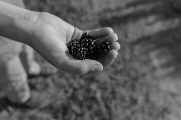 Boy Holding Freshly Picked Blackberries in Black and white
