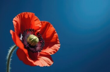 close up red poppy flower on blue background, flat lay. Banner with space for text. Card with copy space
